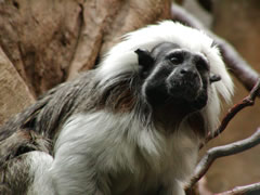 EL