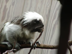 EL