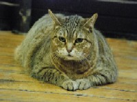 Ojb`BbW̉jL